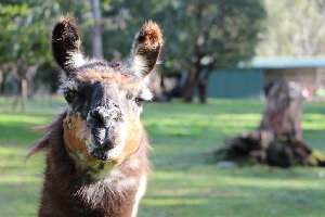 Hanging Rock Llama Treks