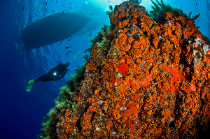 Dive Center Blu