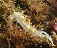 Santa Margherita Ligure Italy Dive