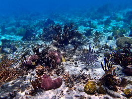 Belize Underwater