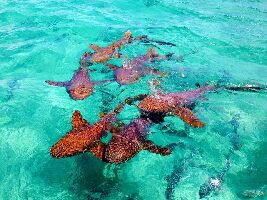 Belize Diving Adventures
