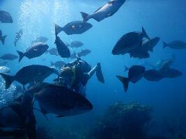 Blue Heaven Dives