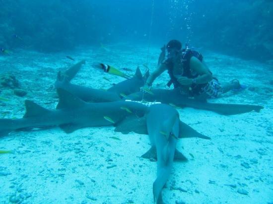 Reef Adventures Belize