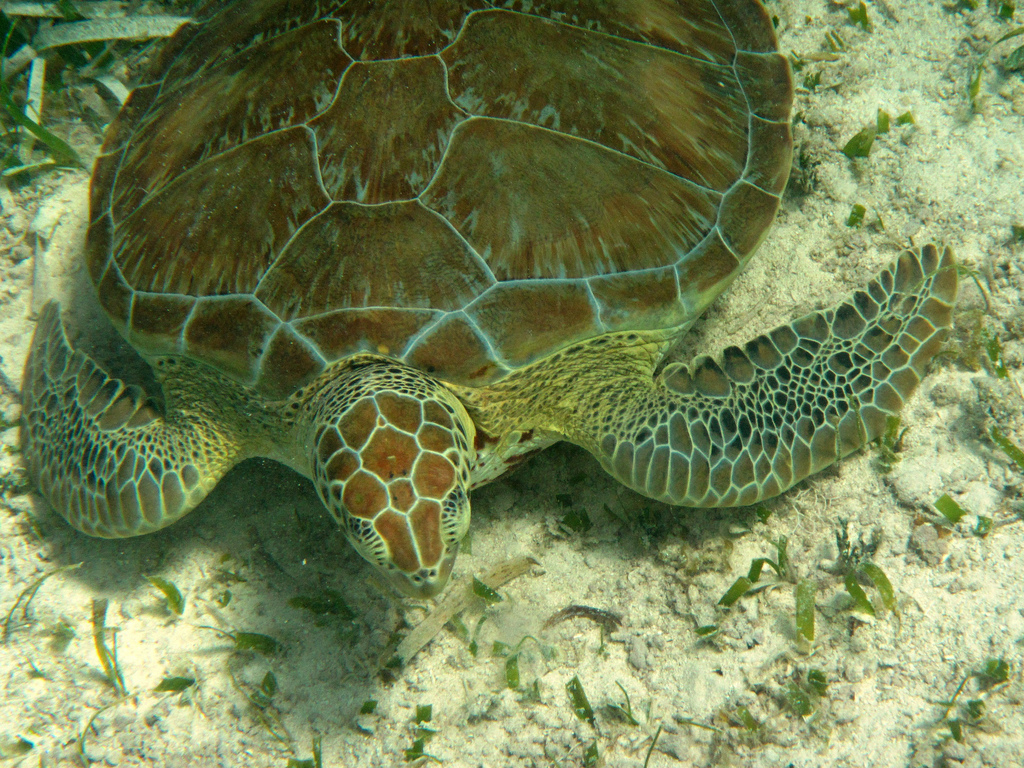Hol Chan Marine Reserve