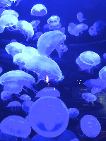 Cherbourg-Octeville France Dive