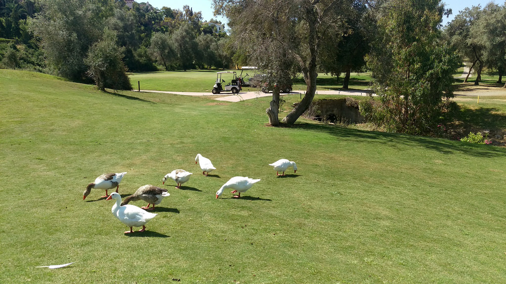Marbella Golf and Country Club