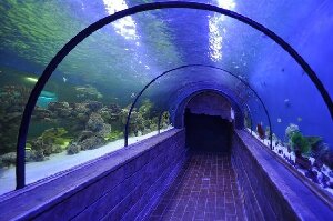 Oceanarium Sea Fairy Tale