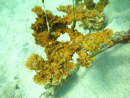 Oceanario