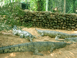 Chennai (Madras) India National Park