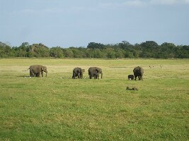 Wilpattu National Park
