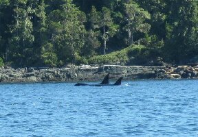Kingfisher Wilderness Adventures - Orca Waters Kayak Day Trips