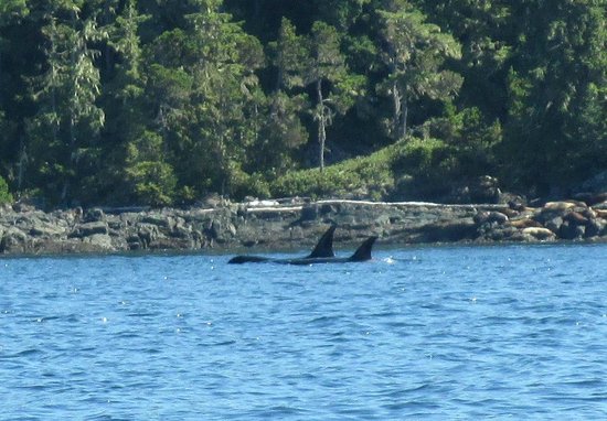 Kingfisher Wilderness Adventures - Orca Waters Kayak Day Trips