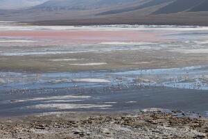 Quechua Connection 4wd