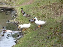 Mansfield England Park