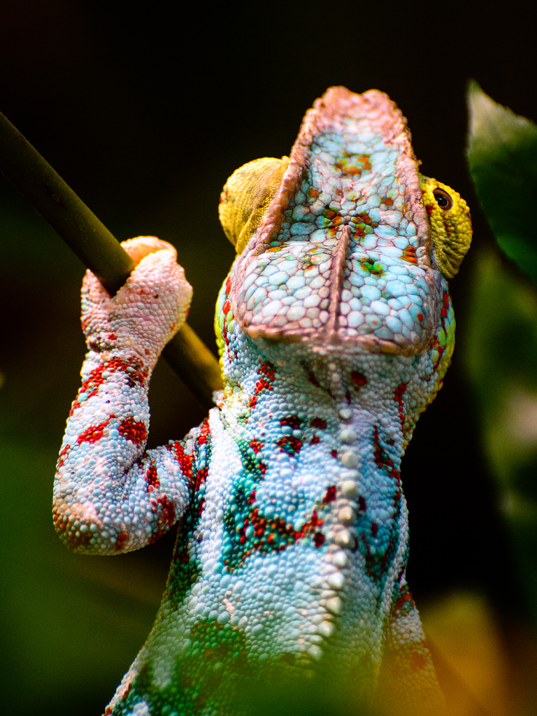 Zoo Zurich