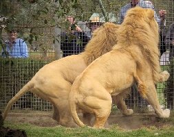 Mansfield Zoo