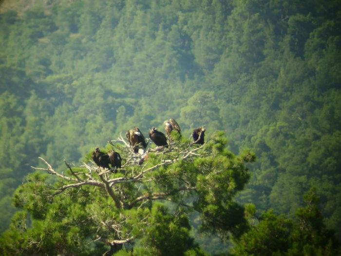Dadia-Lefkimi-Soufli Forest National Park
