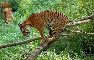 Guwahati India Zoo