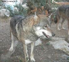 Pistoia Italy Zoo
