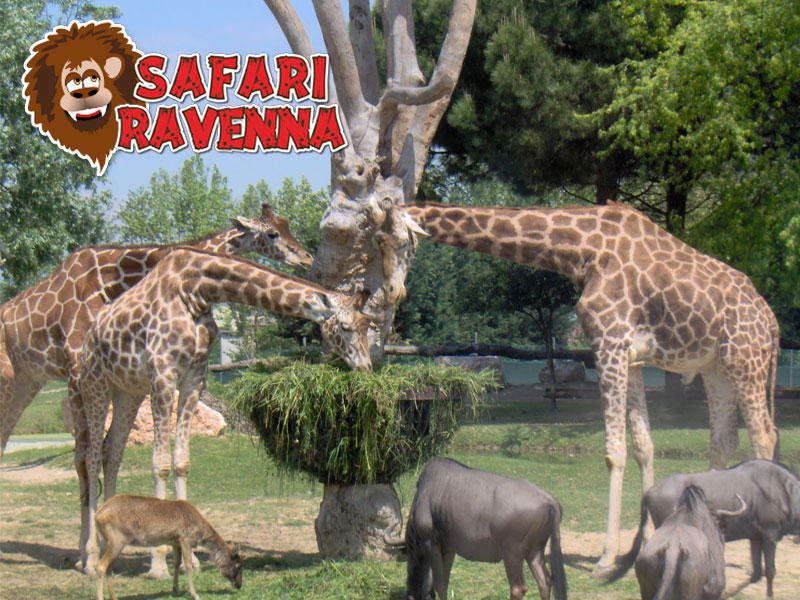 Safari Ravenna
