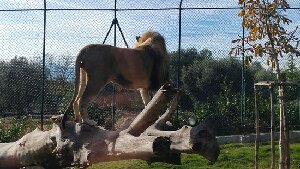 Zoo Delle Maitine