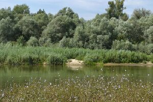 Voronezh State Nature Biosphere Sanctuary V.M. Peskova
