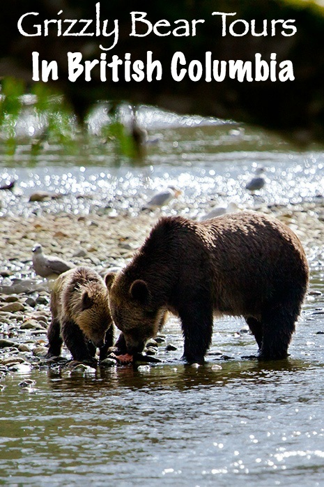 Tide Rip Grizzly Tours