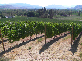 Canada Canada Vineyard