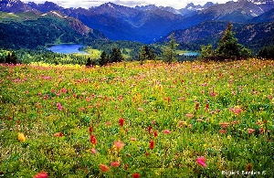 Sunshine Meadows