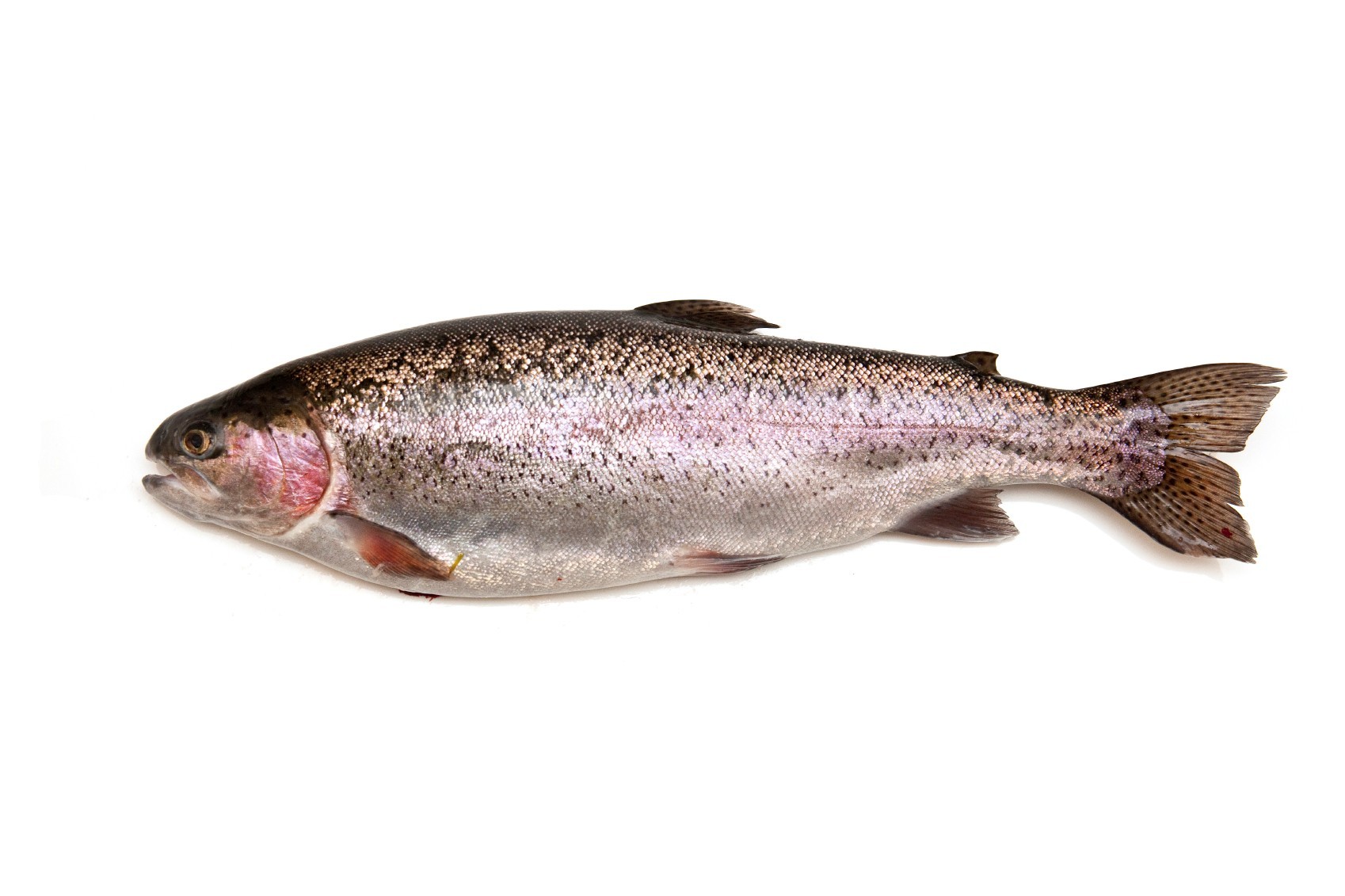 Trout and Wine Tours