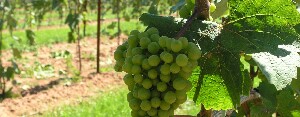 Charlottetown Canada Winery