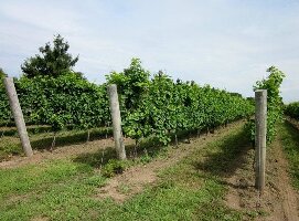 North 42 Degrees Estate Winery