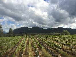 Summerland Canada Winery