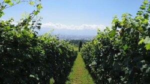Suntory Tominooka Winery