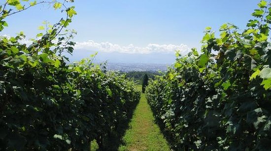 Suntory Tominooka Winery