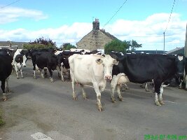 Sheffield England Farm