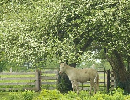 Guelph Canada Sanctuary