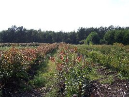 Blueberry Fields