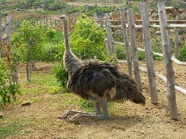 Aruba Farm