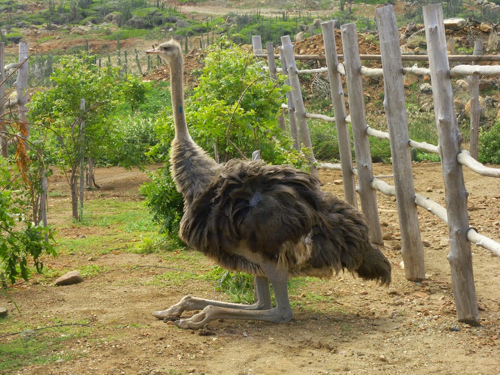 Aruba Ostrich Farm