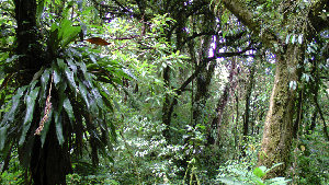 Braulio Carrillo National Park Costa Rica Forest
