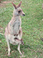 Lone Pine Koala Sanctuary