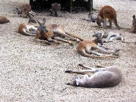 Currumbin Wildlife Sanctuary