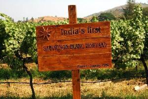 India Vineyard
