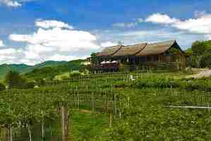 Hua Hin Thailand Vineyard