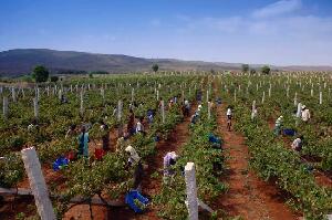 Bengaluru India Vineyard