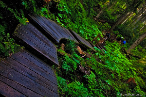 Revelstoke Canada Walk