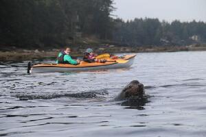 Adventuress Sea Kayaking