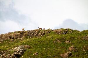 Isle of Mull Scotland Tour