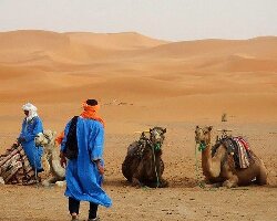 Camel Trekking - Day Tours